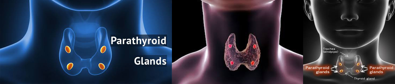 https://endocrinethyroidcarecentre.in/wp-content/uploads/2022/06/treat1.jpg